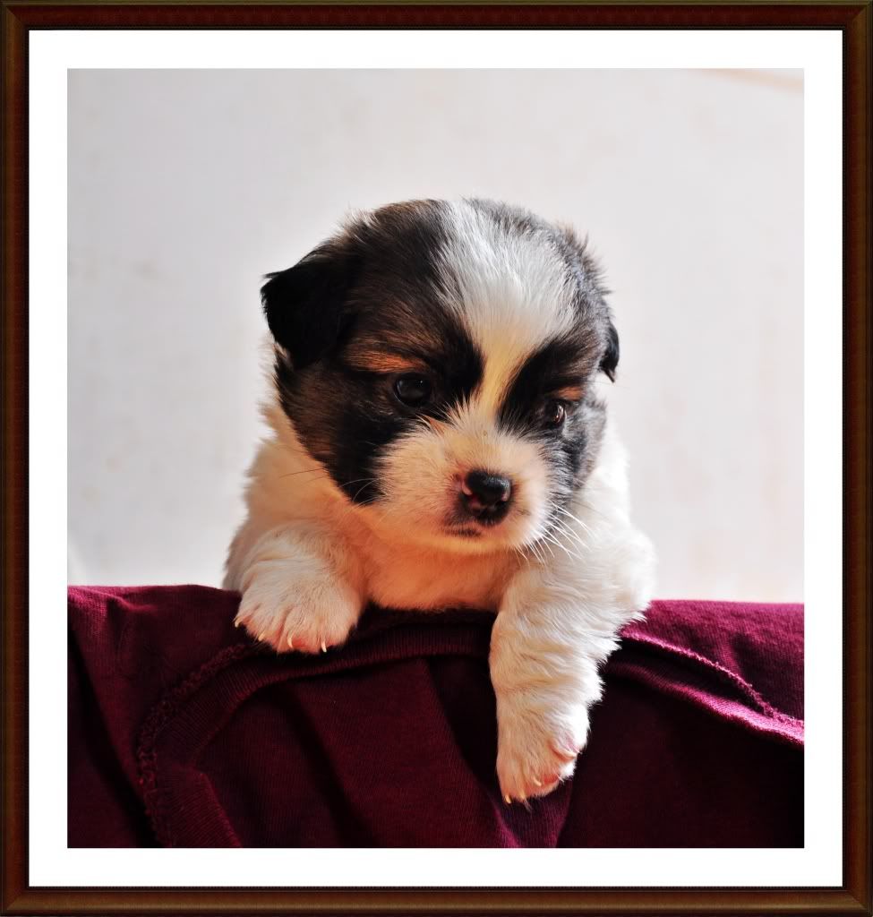 HCM _ Cún Con Xinh Đẹp Tìm Chủ ... - 3