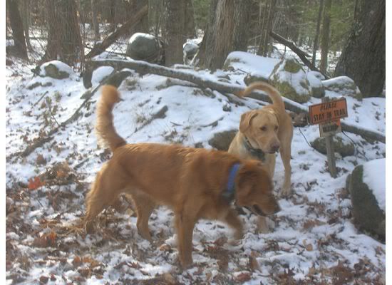 tiger mountain labradors