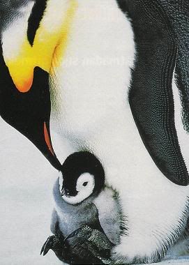 HayvanlarPenguen.jpg