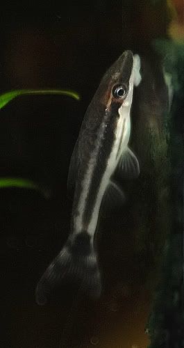 Kuva