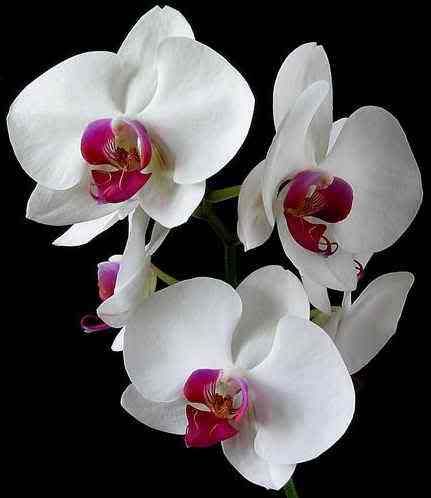 orchid