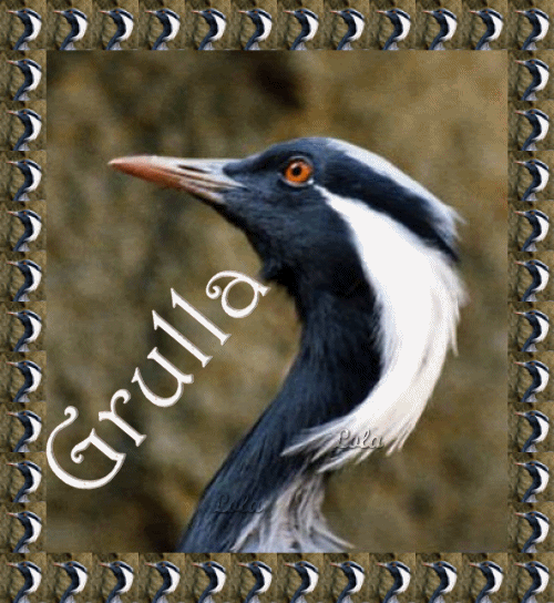 Grulla.gif picture by Grullagrace