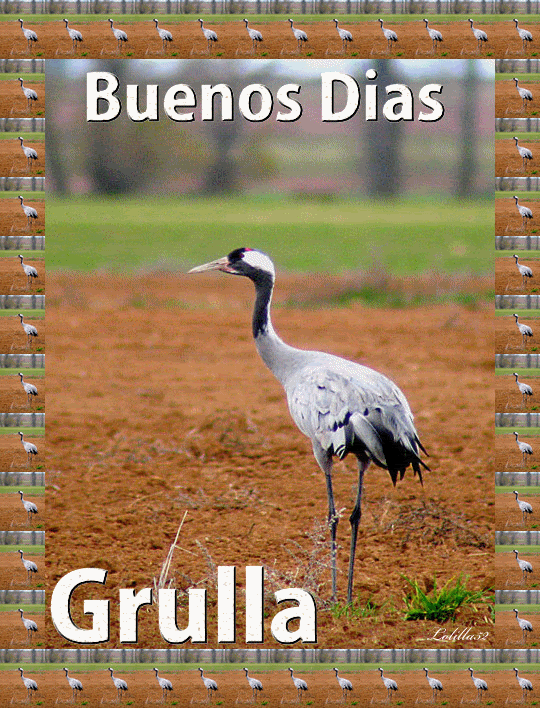 GrullabuenosdiasLolilla.gif picture by Grullagrace