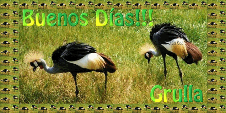 Grullasbuenosdiaslola.gif picture by Grullagrace