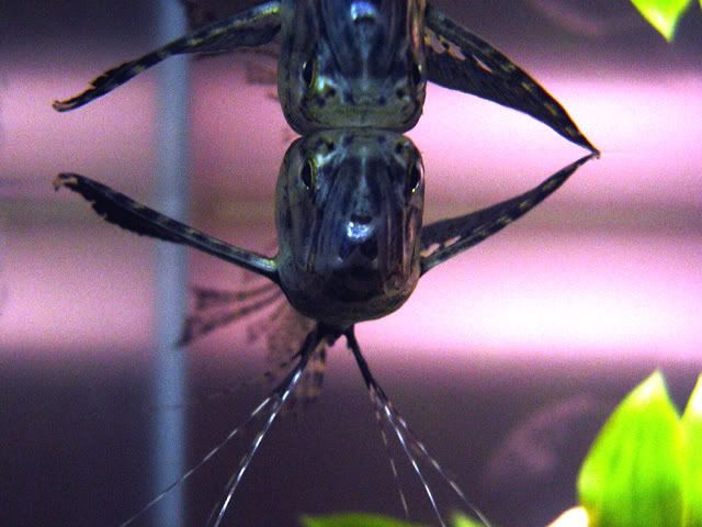 freshwater african butterfly fish