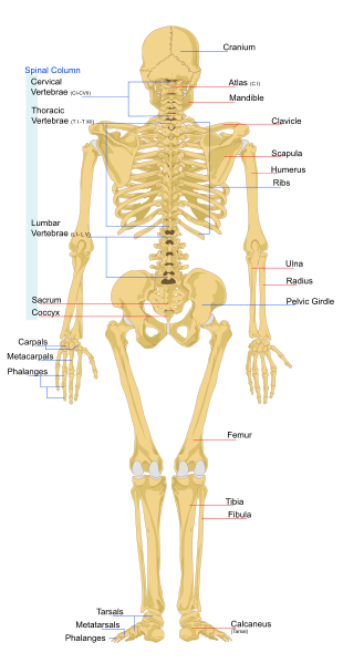310px-Human_skeleton_backsvg.png image by fiona_angelina