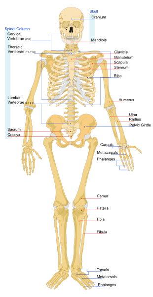 Gambar kerangka manusia dari depan dan belakang