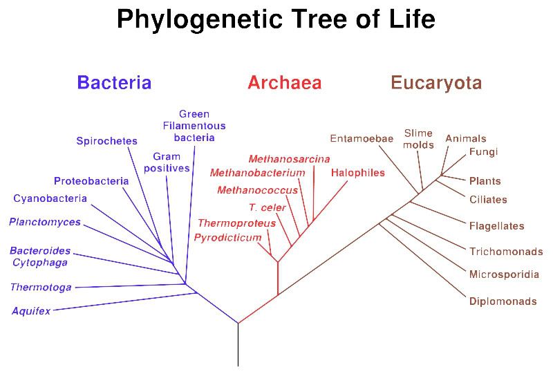 Pohon filogenetik sistem tiga domain (dari wikipedia Inggris). Public domain.