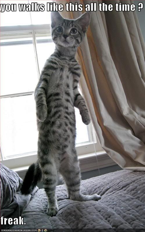 bipedal-cat-hates-you.jpg