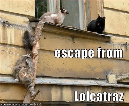 cats-escape-from-lolcatraz.jpg