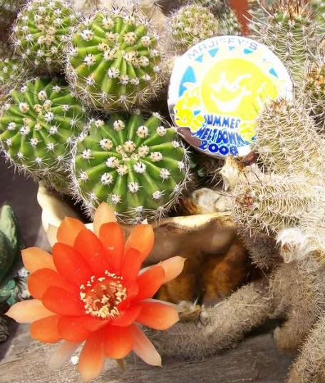 cactusflower-1.jpg