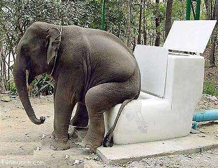 elephanttoilet.jpg