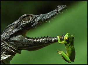 frog_crocodiles.jpg