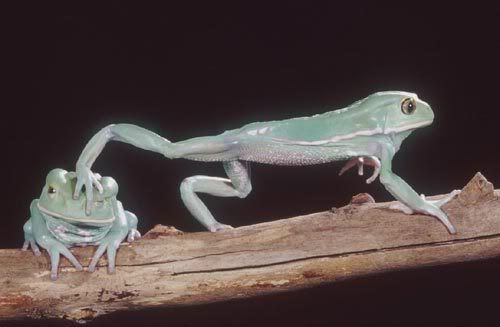 frogs-1.jpg