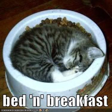 kitten-sleeps-food-bowl.jpg