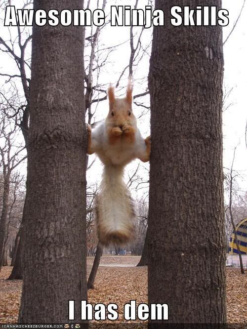 pictures-ninja-skills-squirrel.jpg