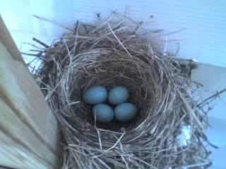 b7e9.jpg Robins nest image by harmon1976
