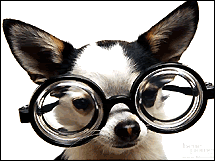 chihuahuaocchialuto.gif picture by ele_toffee