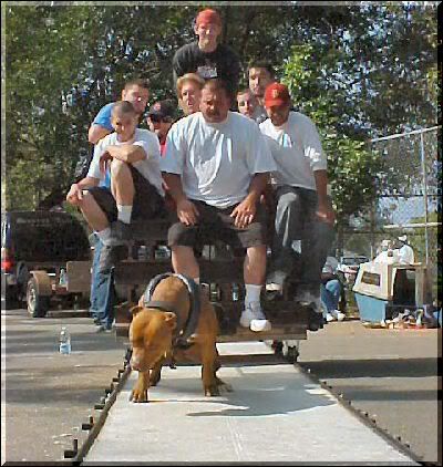 CUTDOWNS-KENNELS CHANTICO OF DAGGER AND CHAMP OF DAGGER'S DAD SIRE BLADE OF DAGGER. ONE OF THE BEST WEIGHTPULL CHAMPIONS TO EVER HIT THE TRACK !!! PITBULL WEIGHTPULL PICTURES