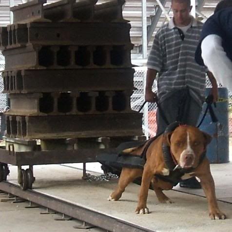 CUTDOWNS-KENNELS WEIGHT PULL PHOTOS . IN THIS PHOTO YOU HAVE PROPHET OF DAGGER GETTING PAID