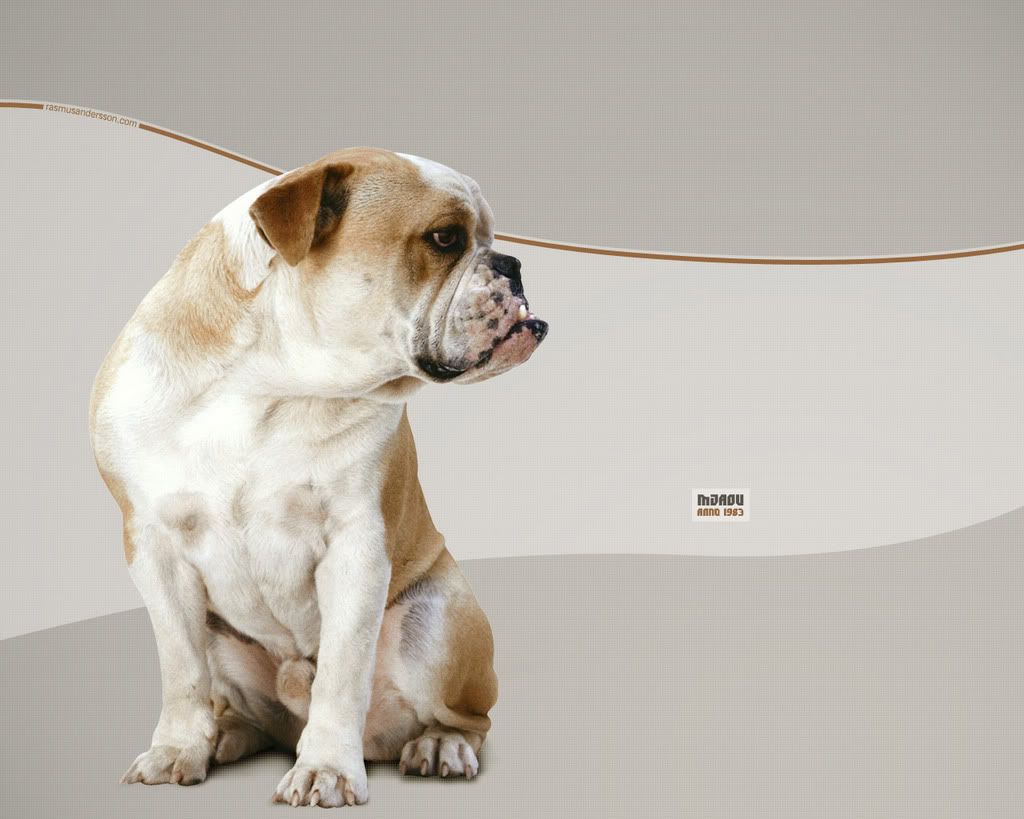 1280_doggy.jpg