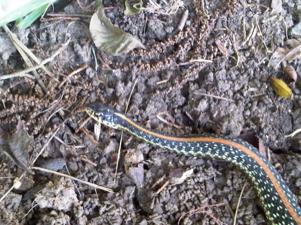 Field Herp Forum • View topic - North Texas Herps1024 x 768