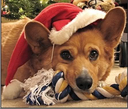 Christmas Doggy Pictures, Images and Photos