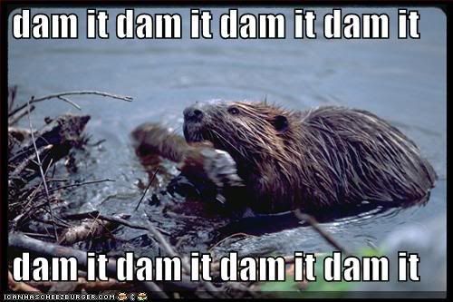 beaver-dam-it.jpg