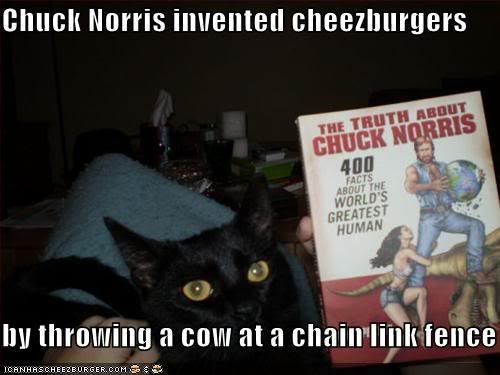chuck-norris-cat.jpg
