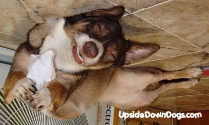 fiona-the-mixed-breed-funny-dog-pic.jpg
