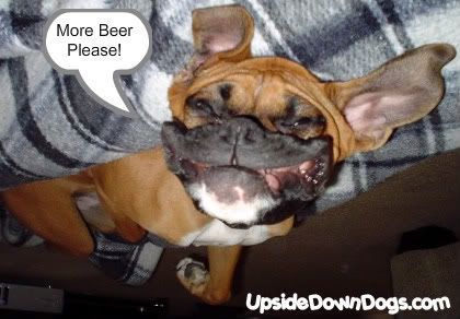 miley-the-funny-boxer-upside-down-d.jpg