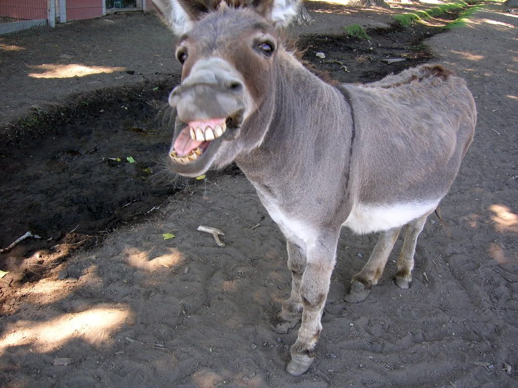 a donkey