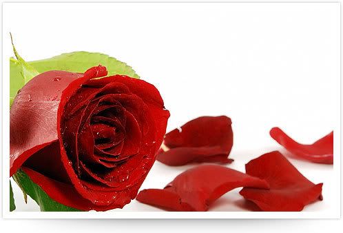 roses - Sach Sach batana hay