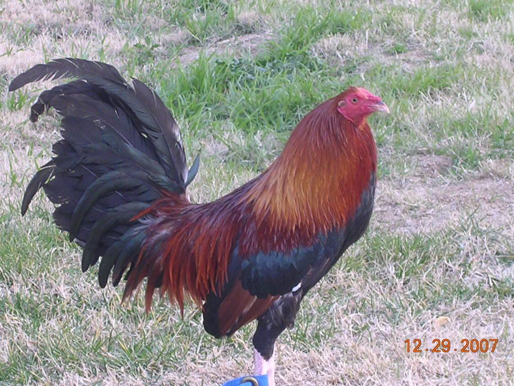 Blue Butcher Gamefowl