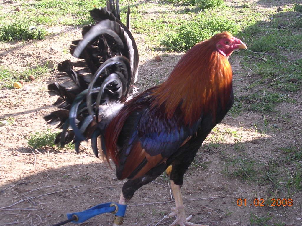 Pinnon Hatch http://www.pic2fly.com/Pinnon+Yellow+Leg+Hatch.html