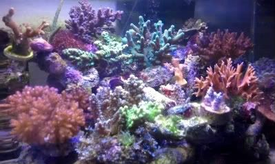 coralscorals-1.jpg