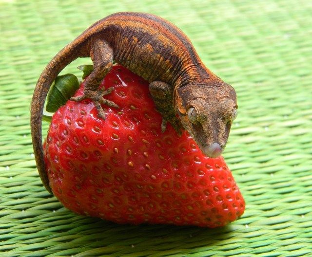 BerryGecko.jpg
