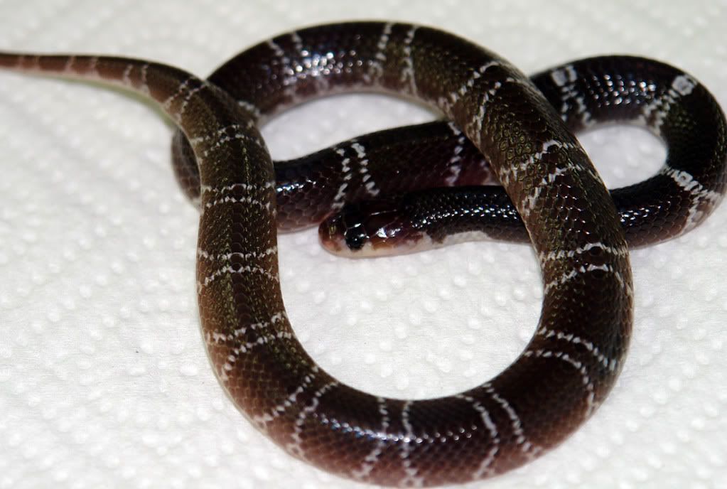 venenosa venenosa