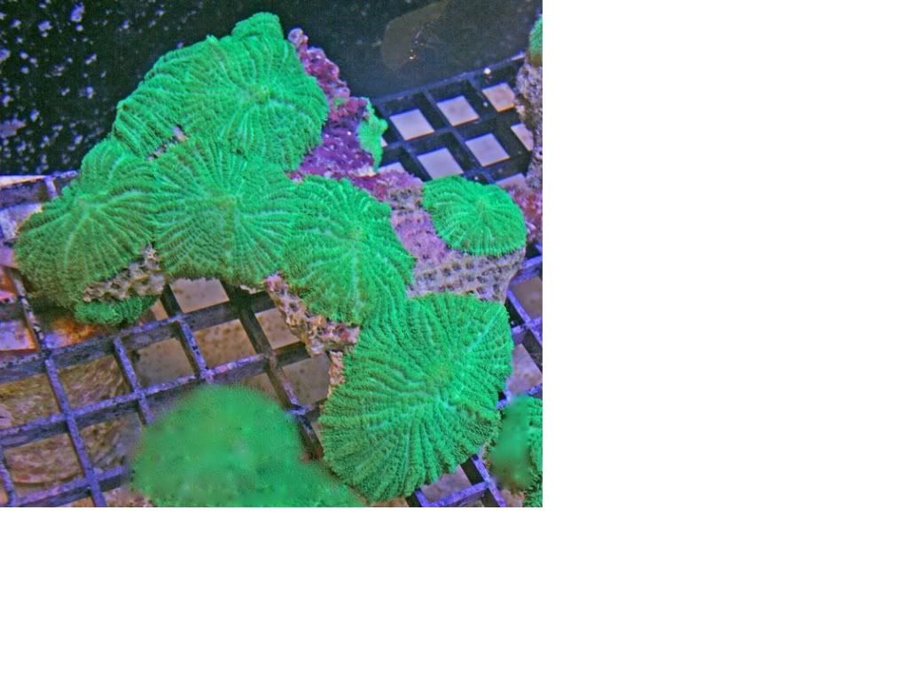 Greenmushrooms.jpg