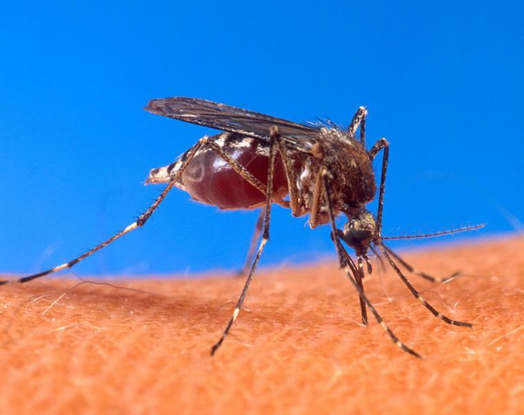 mosquito da dengue Pictures, Images and Photos