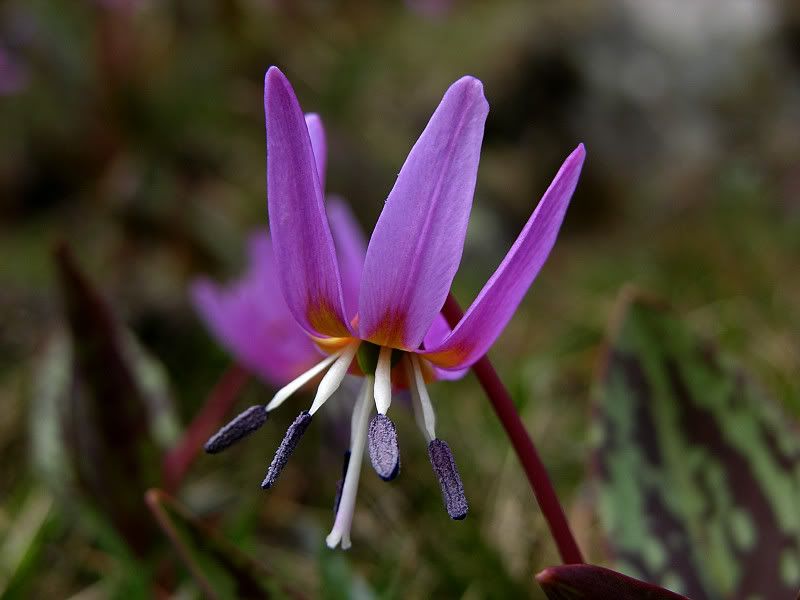 http://i213.photobucket.com/albums/cc40/sonyphototch/DSCN6147erythroniumdenscanis.jpg