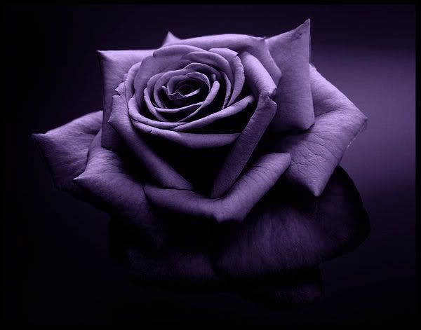 Purple Flower of Elegant Beauty Rose
