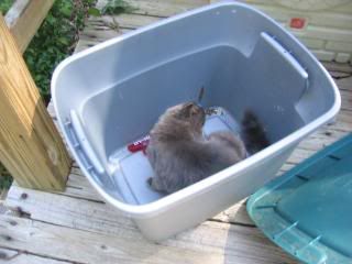 kitty in the box