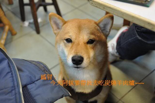 炭燒羊肉爐~~向偉大的祖母致敬(原發表者:感冒拔)(相簿)