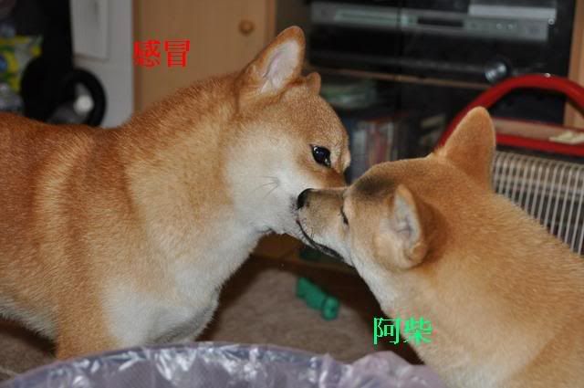 當感冒遇上阿柴(原發表者:感冒拔)(相簿)