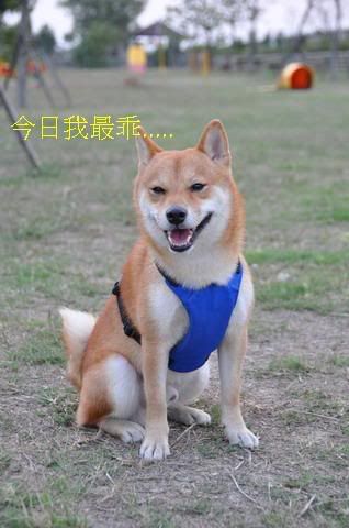 0122安平寵物公園(原發表者:感冒拔)(相簿)