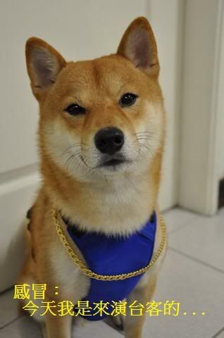 這下看你還敢不敢說我不台(原發表者:感冒拔)(相簿)