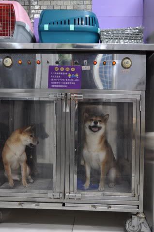 阿冒阿柴一家親(原發表者:感冒拔)(相簿)