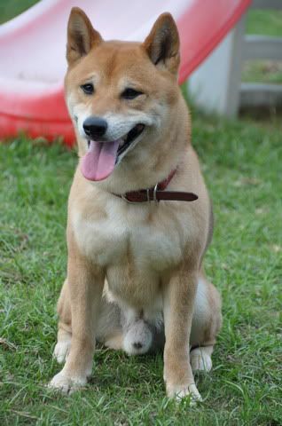 Maru老哥來踢感冒館(原發表者:感冒拔)(相簿)