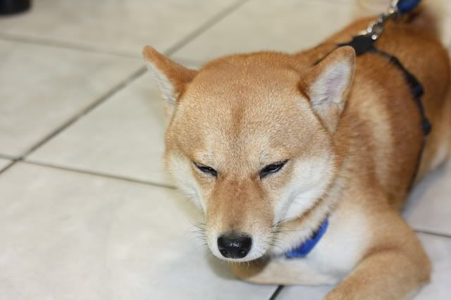 柔光罩拍攝測試(原發表者:感冒拔)(相簿)